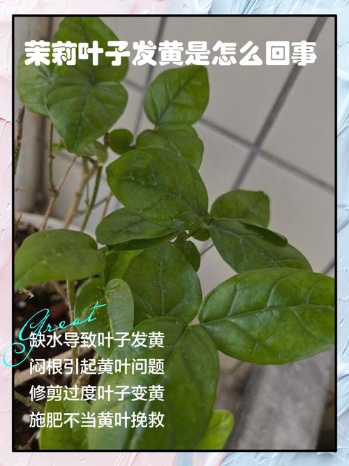 茉莉叶子干焦怎么办？茉莉叶子发干怎么办？-第2张图片-优品飞百科