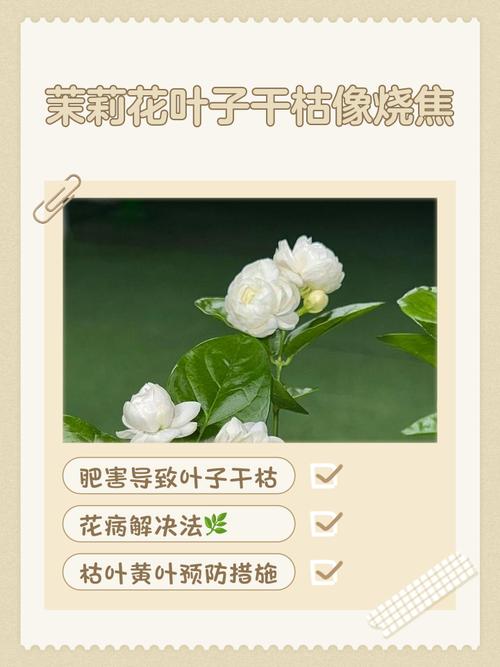 茉莉叶子干焦怎么办？茉莉叶子发干怎么办？-第3张图片-优品飞百科
