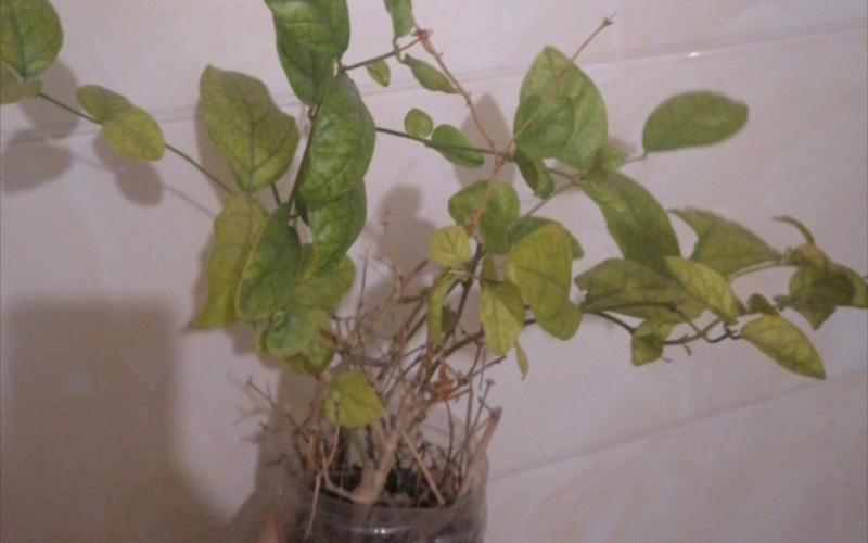 茉莉叶子干焦怎么办？茉莉叶子发干怎么办？-第4张图片-优品飞百科