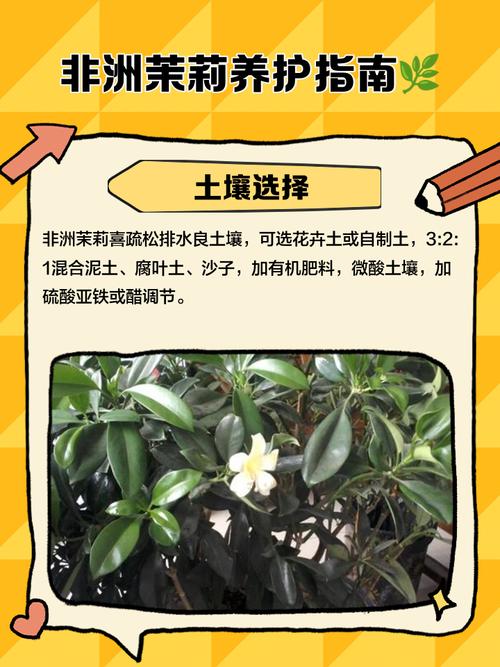 茉莉和非洲茉莉的区别？非洲茉莉分公母吗？