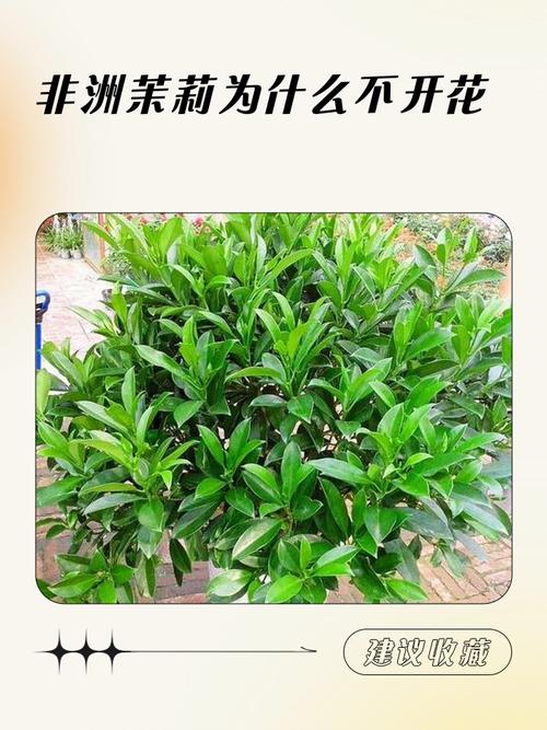 茉莉和非洲茉莉的区别？非洲茉莉分公母吗？-第2张图片-优品飞百科