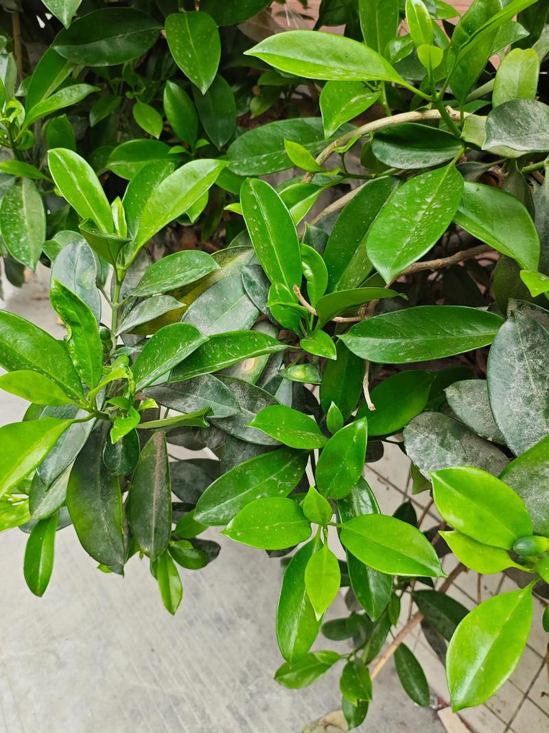 茉莉和非洲茉莉的区别？非洲茉莉分公母吗？-第3张图片-优品飞百科