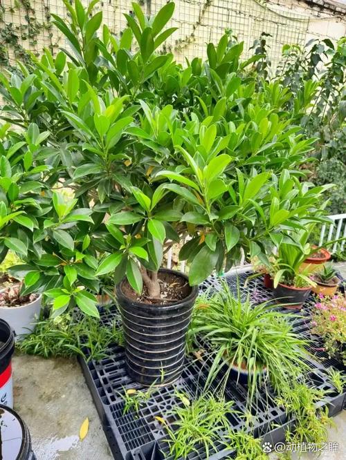 茉莉和非洲茉莉的区别？非洲茉莉分公母吗？-第4张图片-优品飞百科