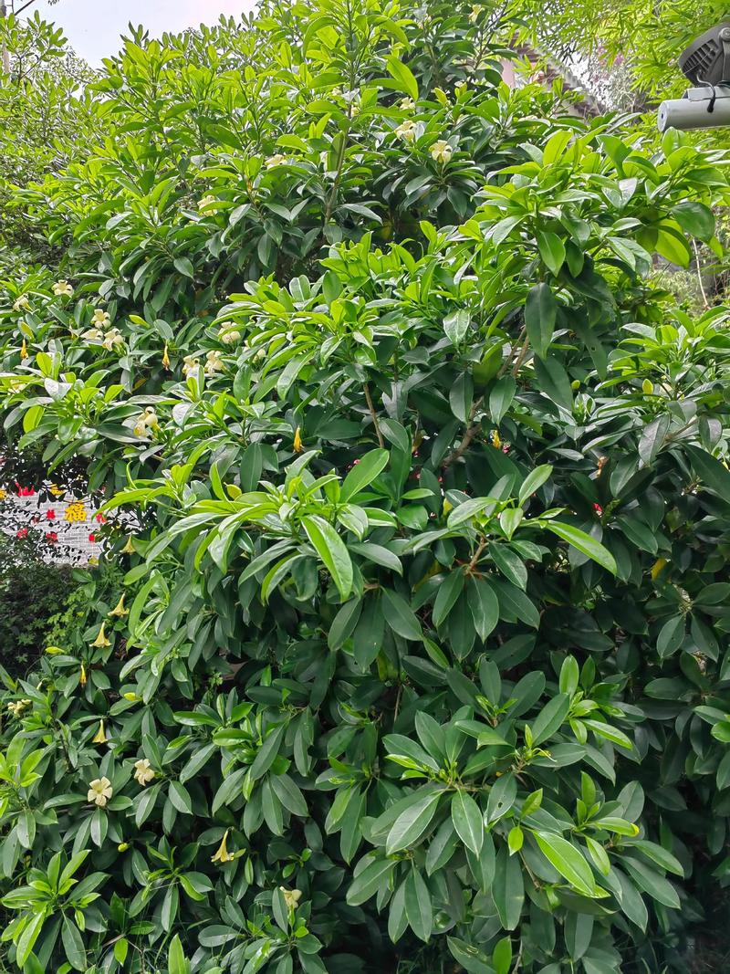 茉莉和非洲茉莉的区别？非洲茉莉分公母吗？-第5张图片-优品飞百科