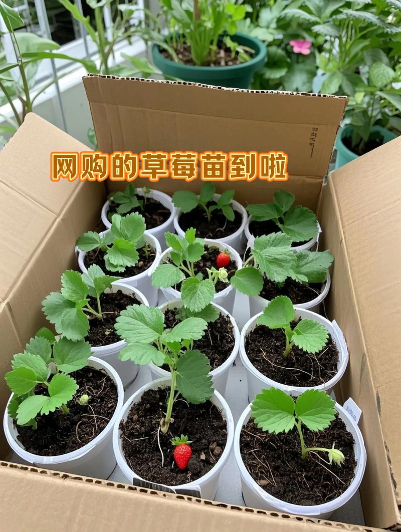盆栽草莓浇水有哪些误区，盆栽草莓浇水有哪些误区和方法？-第1张图片-优品飞百科