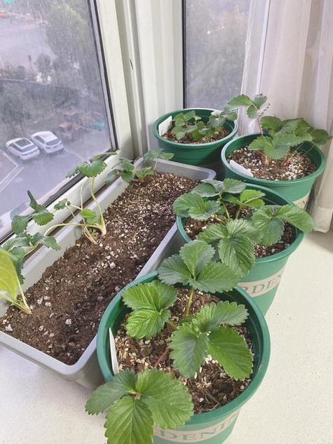盆栽草莓浇水有哪些误区，盆栽草莓浇水有哪些误区和方法？-第4张图片-优品飞百科