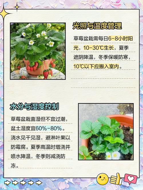盆栽草莓浇水有哪些误区，盆栽草莓浇水有哪些误区和方法？-第5张图片-优品飞百科