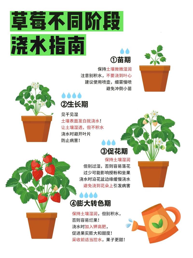 盆栽草莓浇水有哪些误区，盆栽草莓浇水有哪些误区和方法？-第7张图片-优品飞百科