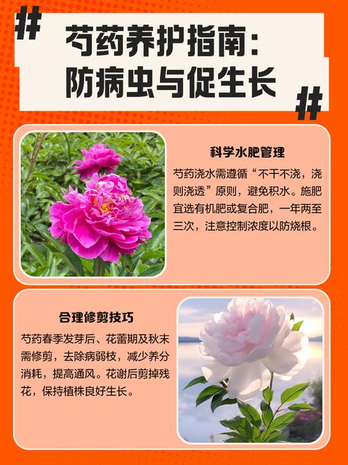 芍药虫害及防治方法？芍药花病虫害的用药？-第2张图片-优品飞百科