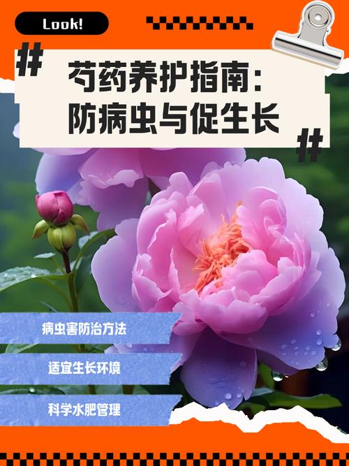 芍药虫害及防治方法？芍药花病虫害的用药？-第3张图片-优品飞百科