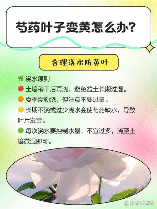 芍药虫害及防治方法？芍药花病虫害的用药？-第5张图片-优品飞百科