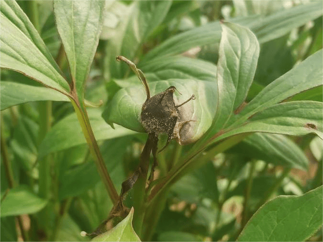 芍药虫害及防治方法？芍药花病虫害的用药？-第6张图片-优品飞百科