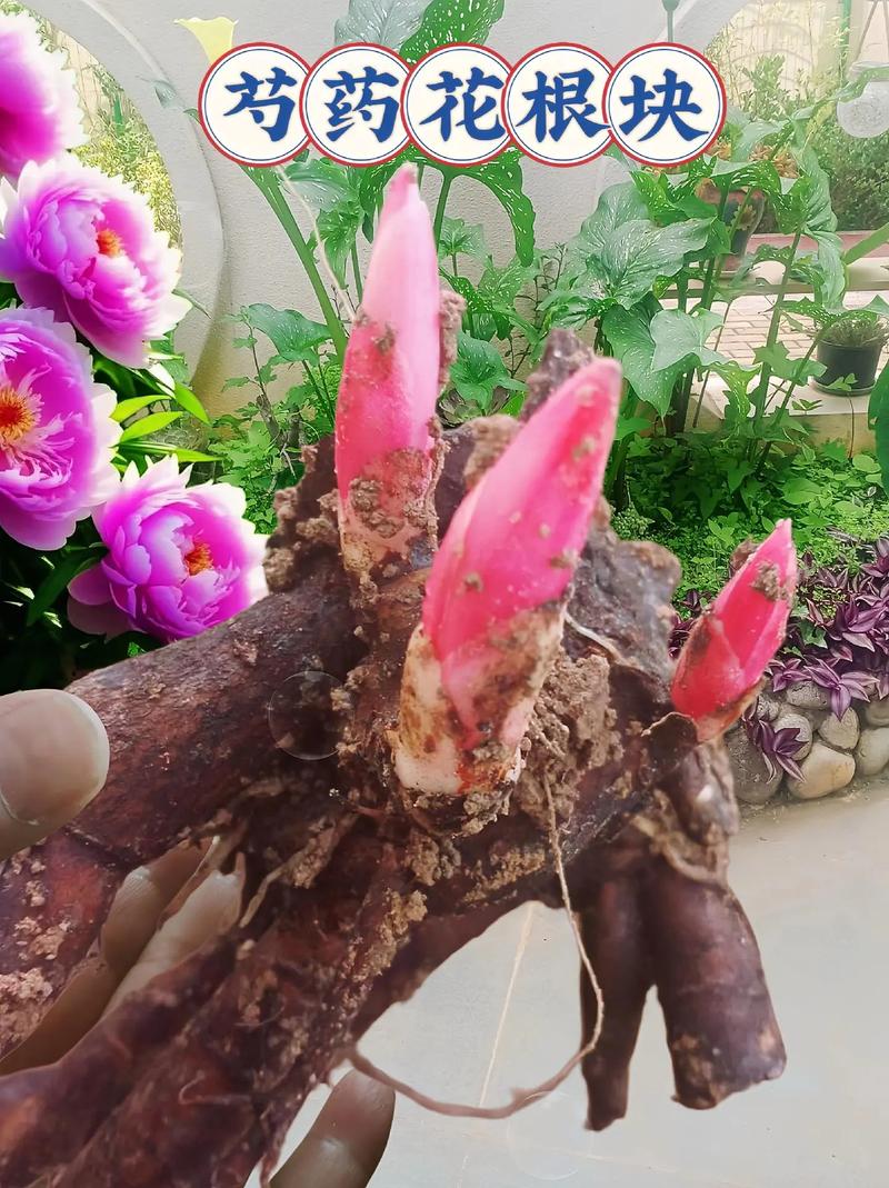 芍药虫害及防治方法？芍药花病虫害的用药？-第7张图片-优品飞百科