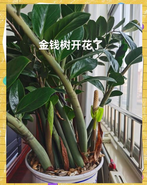 金钱树有毒吗,金钱树有毒吗适合在室内养吗-第2张图片-优品飞百科 金钱树有毒吗,金钱树有毒吗适合在室内养吗-第2张图片-优品飞百科