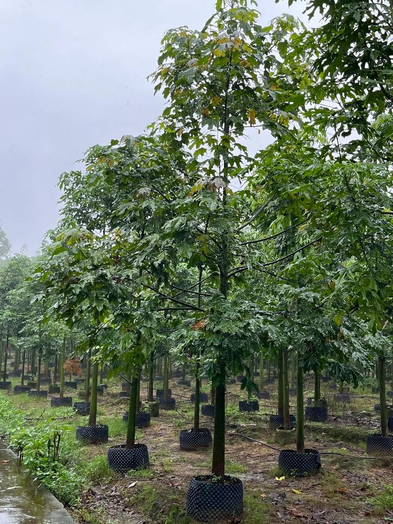 火焰木的养殖方法,火焰木的养殖方法和管理-第3张图片-优品飞百科 火焰木的养殖方法,火焰木的养殖方法和管理-第3张图片-优品飞百科