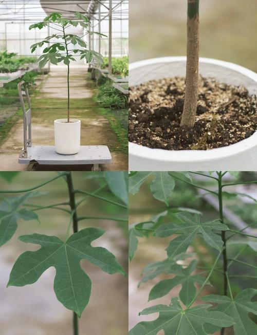 火焰木的养殖方法,火焰木的养殖方法和管理-第7张图片-优品飞百科 火焰木的养殖方法,火焰木的养殖方法和管理-第7张图片-优品飞百科