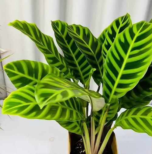 关于这3种植株不能“晒”的信息-第4张图片-优品飞百科 关于这3种植株不能“晒”的信息-第4张图片-优品飞百科