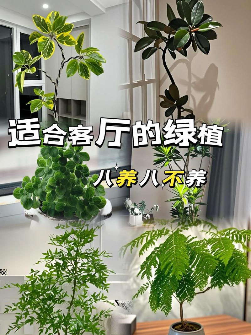 关于这3种植株不能“晒”的信息-第6张图片-优品飞百科 关于这3种植株不能“晒”的信息-第6张图片-优品飞百科
