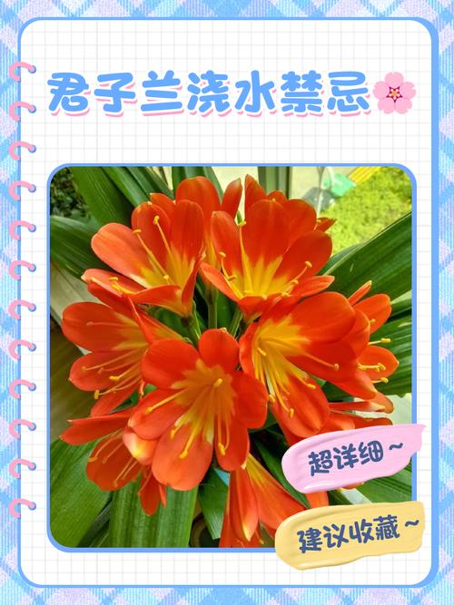 怎么养好君子兰，怎么养好君子兰的根？-第2张图片-优品飞百科