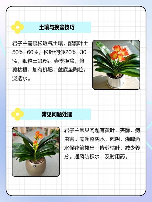 怎么养好君子兰，怎么养好君子兰的根？-第4张图片-优品飞百科