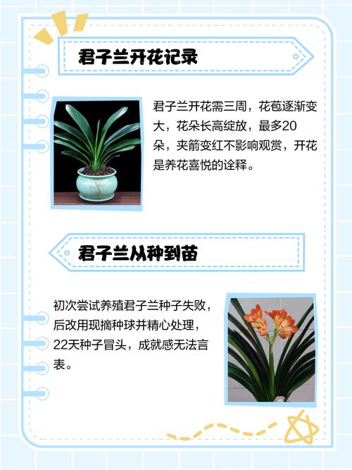 怎么养好君子兰，怎么养好君子兰的根？-第5张图片-优品飞百科