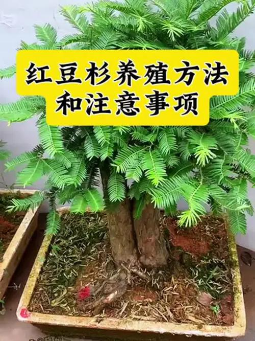 红豆杉怎么养，红豆杉怎么养盆栽？