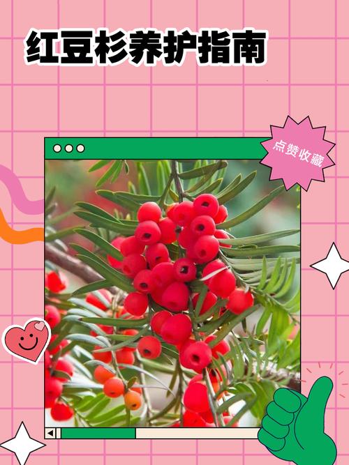 红豆杉怎么养，红豆杉怎么养盆栽？-第2张图片-优品飞百科