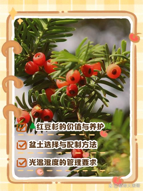 红豆杉怎么养，红豆杉怎么养盆栽？-第3张图片-优品飞百科
