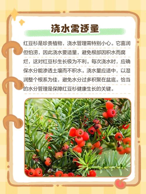 红豆杉怎么养，红豆杉怎么养盆栽？-第5张图片-优品飞百科