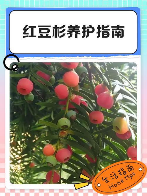 红豆杉怎么养，红豆杉怎么养盆栽？-第6张图片-优品飞百科