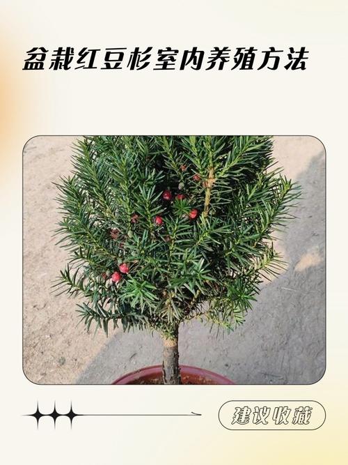 红豆杉怎么养，红豆杉怎么养盆栽？-第7张图片-优品飞百科