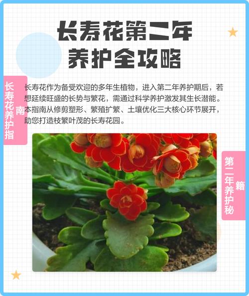 长寿菊的养殖方法和注意事项，长寿菊干什么用的