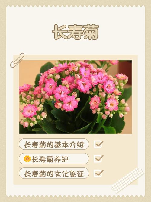 长寿菊的养殖方法和注意事项，长寿菊干什么用的-第2张图片-优品飞百科