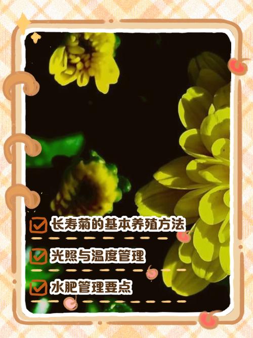 长寿菊的养殖方法和注意事项，长寿菊干什么用的-第4张图片-优品飞百科