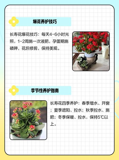 长寿菊的养殖方法和注意事项，长寿菊干什么用的-第6张图片-优品飞百科