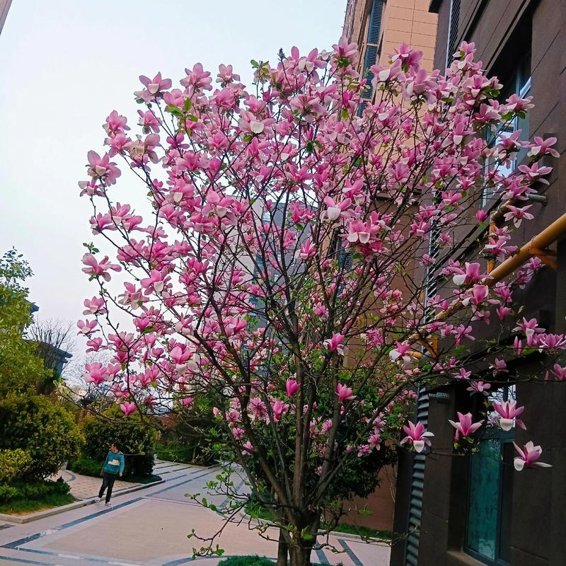 阜阳适合养什么花，市花和市树是什么，阜阳有什么花