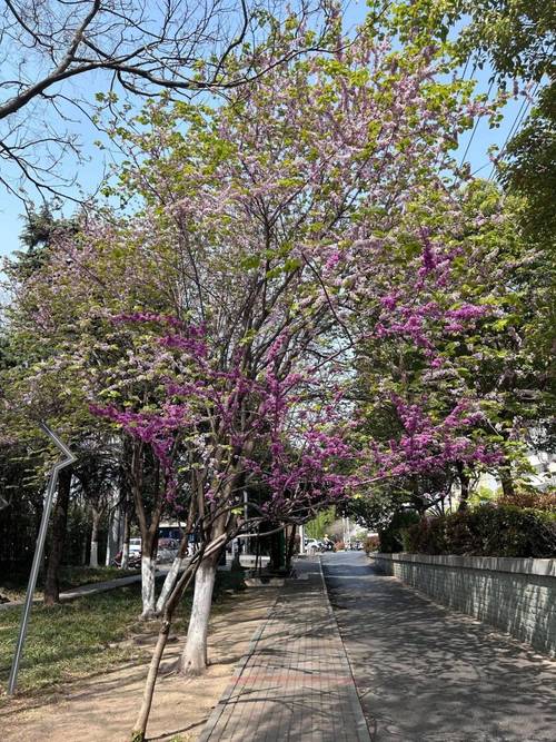 阜阳适合养什么花，市花和市树是什么，阜阳有什么花-第5张图片-优品飞百科