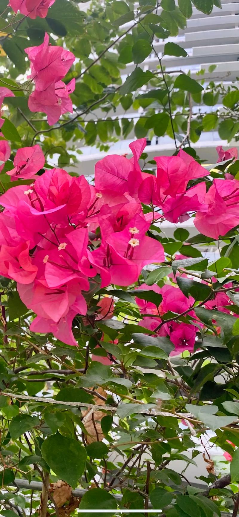 阜阳适合养什么花，市花和市树是什么，阜阳有什么花-第6张图片-优品飞百科