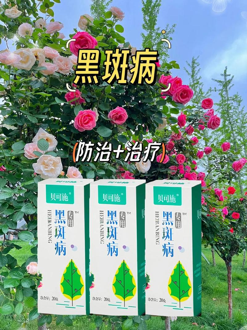 西番莲的病害及防治方法,西番莲的病害及防治方法视频?-第2张图片-优品飞百科 西番莲的病害及防治方法,西番莲的病害及防治方法视频?-第2张图片-优品飞百科