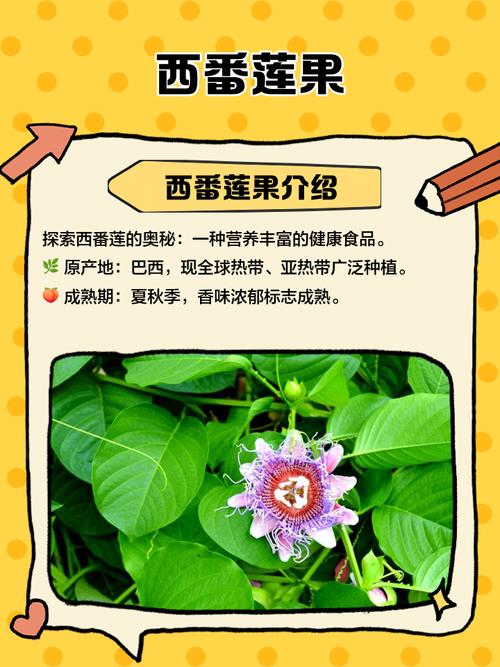 西番莲的病害及防治方法,西番莲的病害及防治方法视频?-第4张图片-优品飞百科 西番莲的病害及防治方法,西番莲的病害及防治方法视频?-第4张图片-优品飞百科