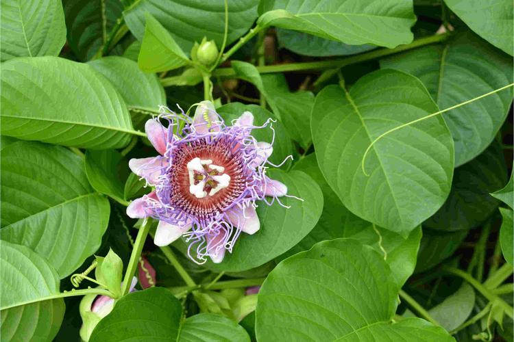 西番莲的病害及防治方法,西番莲的病害及防治方法视频?-第5张图片-优品飞百科 西番莲的病害及防治方法,西番莲的病害及防治方法视频?-第5张图片-优品飞百科