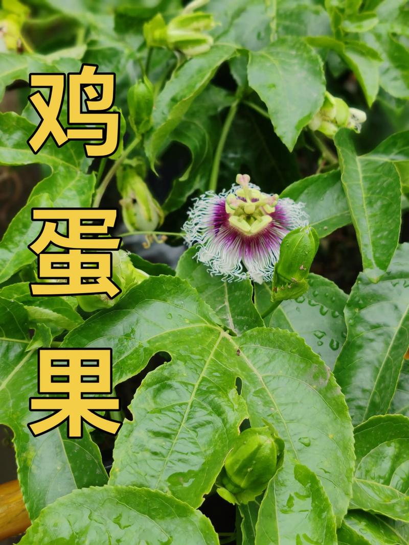 西番莲的病害及防治方法,西番莲的病害及防治方法视频?-第6张图片-优品飞百科 西番莲的病害及防治方法,西番莲的病害及防治方法视频?-第6张图片-优品飞百科