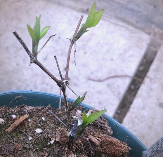 铁线莲冬天如何养护,铁线莲冬天如何养护和浇水-第1张图片-优品飞百科 铁线莲冬天如何养护,铁线莲冬天如何养护和浇水-第1张图片-优品飞百科