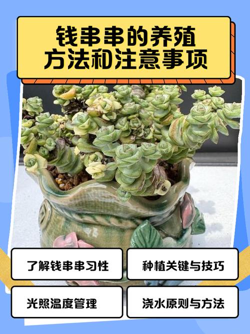 钱串长歪了怎么办？钱串长侧芽怎么办？-第1张图片-优品飞百科