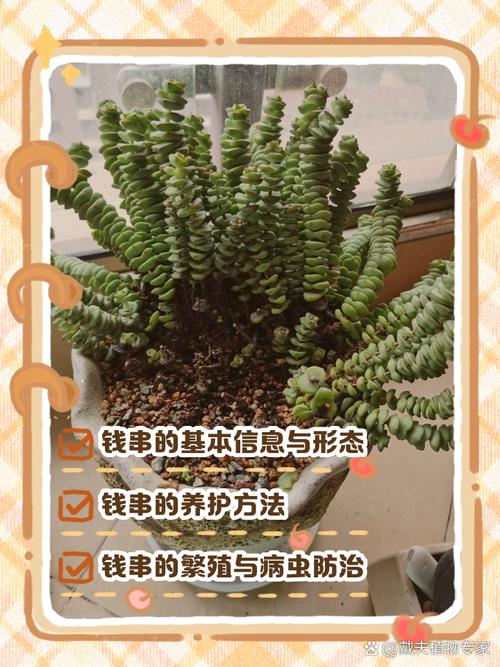 钱串长歪了怎么办？钱串长侧芽怎么办？-第2张图片-优品飞百科