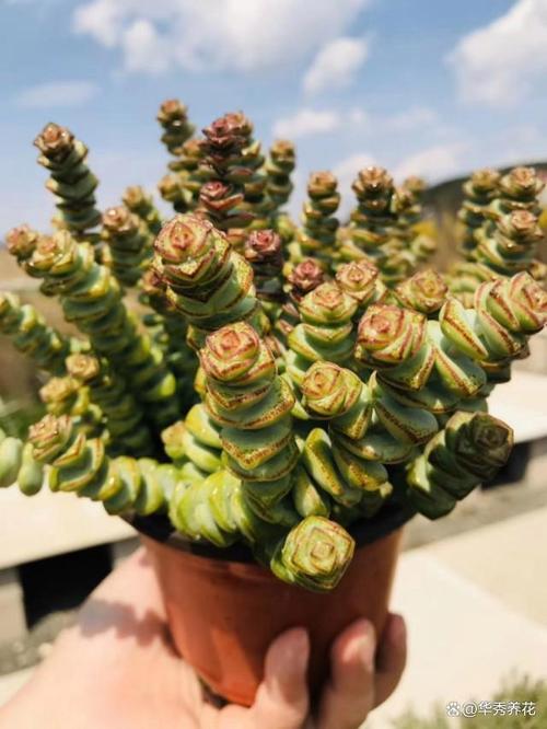 钱串长歪了怎么办？钱串长侧芽怎么办？-第3张图片-优品飞百科