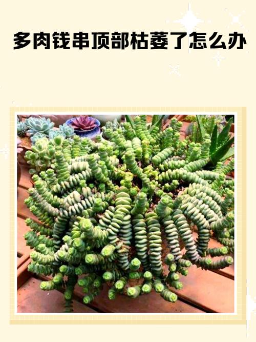 钱串长歪了怎么办？钱串长侧芽怎么办？-第4张图片-优品飞百科