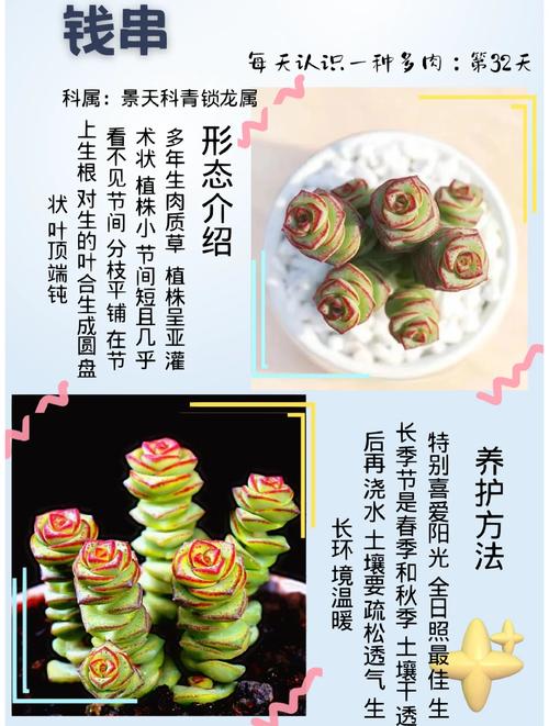 钱串长歪了怎么办？钱串长侧芽怎么办？-第5张图片-优品飞百科