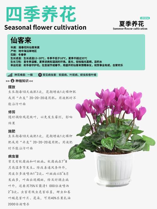 仙客来怎样施肥，仙客来施肥时间-第2张图片-优品飞百科