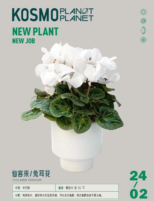 仙客来怎样施肥，仙客来施肥时间-第3张图片-优品飞百科